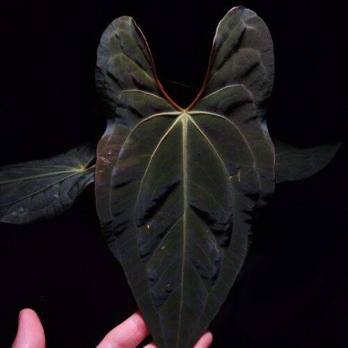 Anthurium Liberty (ダークフェニクスxゴリアテ) Anthurium Liberty (ダークフェニクスxゴリアテ)