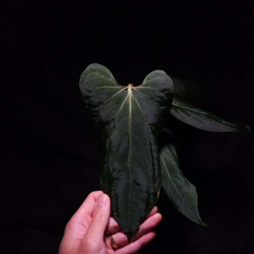 Anthurium Blue Papillilaminum mutated version featuring three dark green velvet heart-shaped leaves with unique round low ears, curly edges, and very narrow pointed tips. The leaf in focus displays strong yellowish veins and a vibrant orange flat sinus with a distinctive shape under dramatic top-down lighting against a dark background. The other two leaves are softly blurred in the background. The plant is potted in a transparent container filled with 8mm black lava rock covering the soil surface, emphasizing the plant’s rare texture and vivid vein coloration.