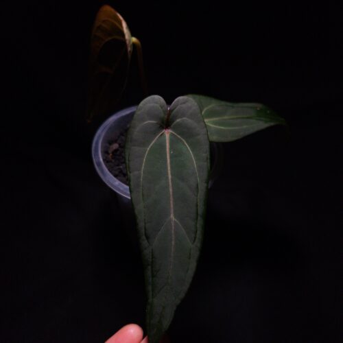 Anthurium Blue Papillilaminum x Red Spider a stunning hybrid prized for its velvety dark, elongated shaped leaves with striking mauve veins and vibrant closed red sinuses. The leaves gracefully taper to a slimmer end, reflecting traits from its pollen parent. This tropical aroid, measuring 15 cm tall, is potted in a transparent anti-rootbound container with premium Selawase Aroid mix, ensuring optimal root health and growth. The image showcases a front view of the new matured leaf under dramatic top-down lighting, the leaf's velvety texture and intricate details are emphasized against a dark backdrop. The veins of the emerging leaf has strong texture and vivid reddish color. A hand with one is holding the leaf gently from the bottom of the picture. On the left and right side of the leaf, smaller leaves are visible.