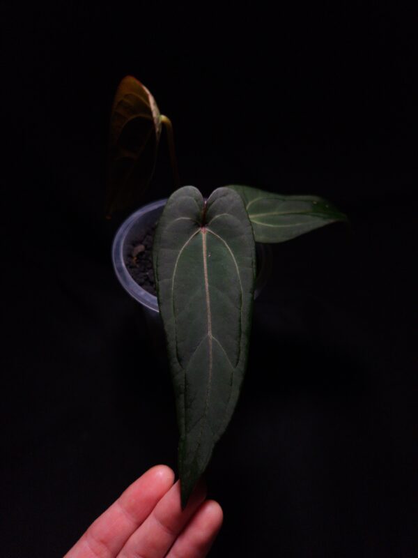 Anthurium Blue Papillilaminum x Red Spider a stunning hybrid prized for its velvety dark, elongated shaped leaves with striking mauve veins and vibrant closed red sinuses. The leaves gracefully taper to a slimmer end, reflecting traits from its pollen parent. This tropical aroid, measuring 15 cm tall, is potted in a transparent anti-rootbound container with premium Selawase Aroid mix, ensuring optimal root health and growth. The image showcases a front view of the new matured leaf under dramatic top-down lighting, the leaf's velvety texture and intricate details are emphasized against a dark backdrop. The veins of the emerging leaf has strong texture and vivid reddish color. A hand with one is holding the leaf gently from the bottom of the picture. On the left and right side of the leaf, smaller leaves are visible.