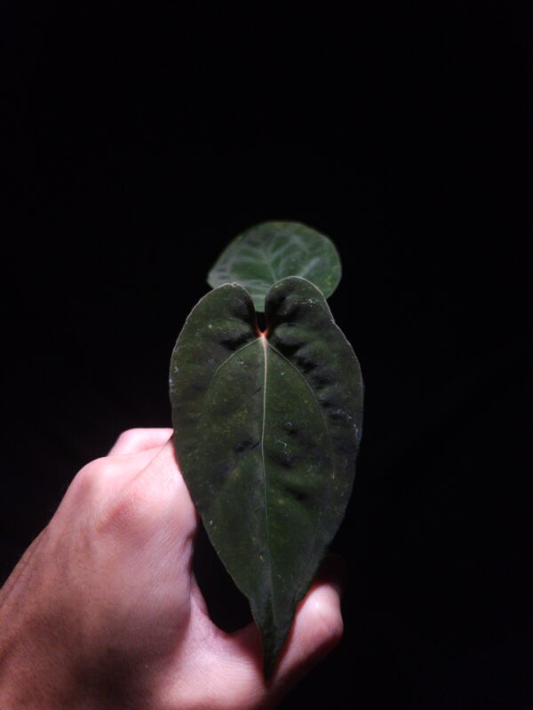 Anthurium Anthurium Goliath x Blue Papillilaminum cutting with two mature dark green velvet heart-shaped leaves , hand holding a transparent pot with visible aroid mix, photographed mid-air against a dark background with top-down lighting.