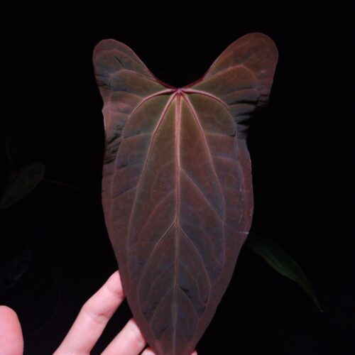 Anthurium Nagini featuring three dark green velvet narrow heart-shaped leaves with curly edges and very narrow pointed tips. One leaf is in sharp focus, showcasing strong yellow-reddish veins and a unique red sinus shape under dramatic top-down lighting against a dark background. The other two leaves are softly blurred in the background. The plant is potted in a transparent container filled with 8mm black lava rock covering the soil surface, highlighting the plant’s striking vein pattern and elegant texture.