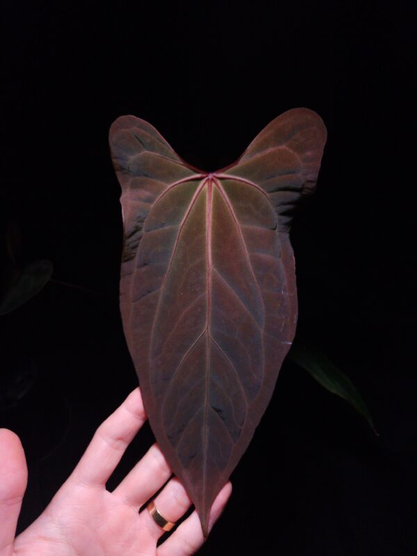 Anthurium Nagini featuring three dark green velvet narrow heart-shaped leaves with curly edges and very narrow pointed tips. One leaf is in sharp focus, showcasing strong yellow-reddish veins and a unique red sinus shape under dramatic top-down lighting against a dark background. The other two leaves are softly blurred in the background. The plant is potted in a transparent container filled with 8mm black lava rock covering the soil surface, highlighting the plant’s striking vein pattern and elegant texture.
