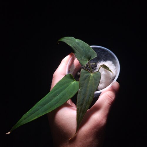 Anthurium Fort Sherman x Portillae with three green velvet heart-shaped leaves and one small emergent leaf potted in a transparent pot with visible aroid mix, photographed and held mid-air by hand against a dark background with top-down lighting.