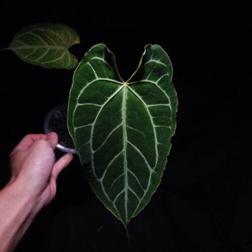 Anthurium Muchlis x Papillilaminum hybrid featuring two normal green velvet heart-shaped leaves with curly edges and very narrow pointed tips. The leaf in focus displays strong yellowish sinus veins and a vibrant orange sinus under dramatic top-down lighting against a dark background, while the other leaf is softly blurred in the background. The plant is potted in a transparent container filled with 8mm black lava rock covering the soil surface, highlighting the unique texture and vivid vein coloration of this tropical Anthurium hybrid.