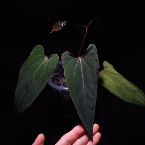 Anthurium Nagini featuring three dark green velvet narrow heart-shaped leaves with curly edges and very narrow pointed tips. One leaf is in sharp focus, showcasing strong yellow-reddish veins and a unique red sinus shape under dramatic top-down lighting against a dark background. The other two leaves are softly blurred in the background. The plant is potted in a transparent container filled with 8mm black lava rock covering the soil surface, highlighting the plant’s striking vein pattern and elegant texture.