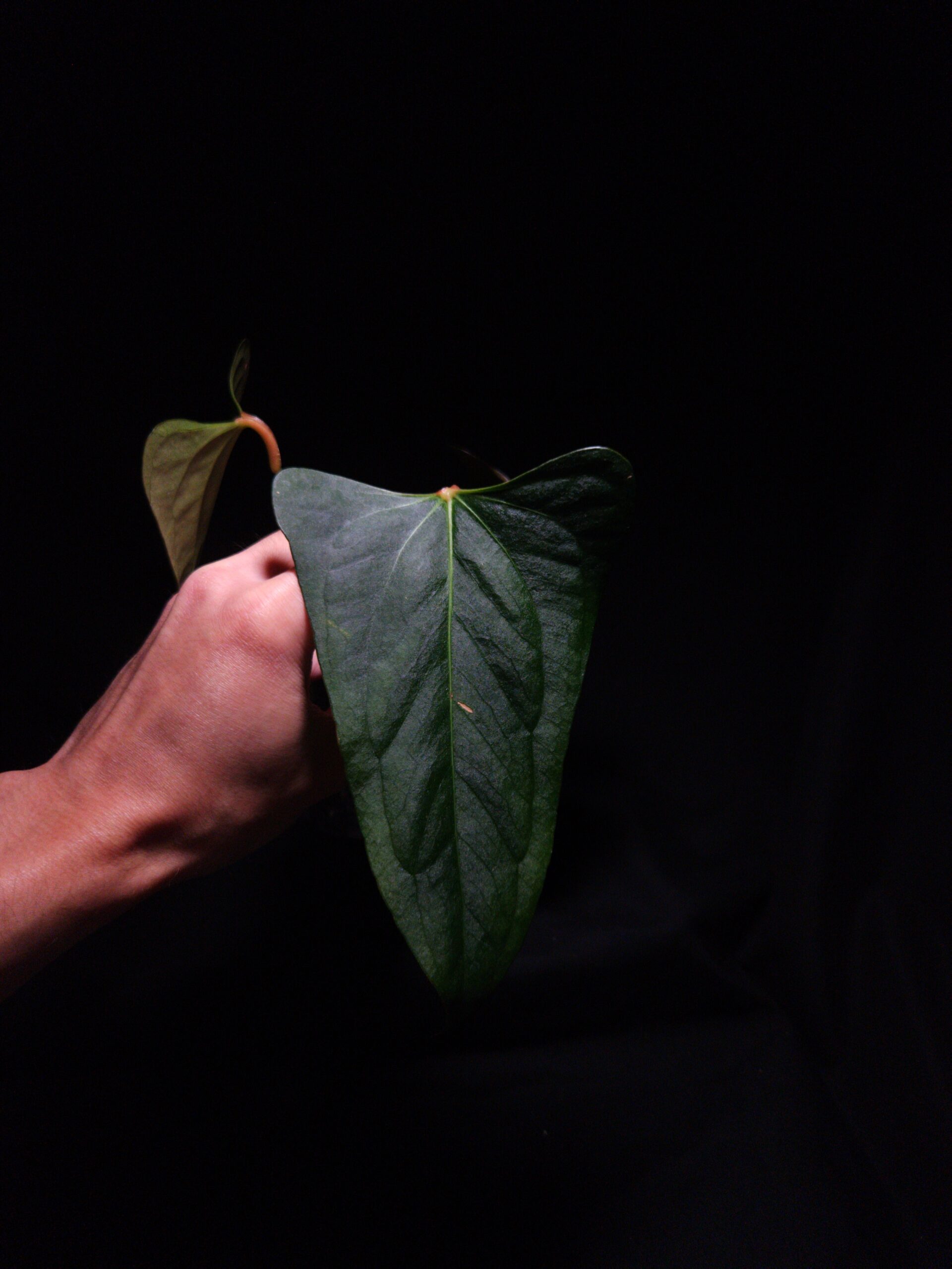 アンスリウム　portillae✖️RVDP 斑入り アンスリウム portillae✖️RVDP 斑入り - メルカリ