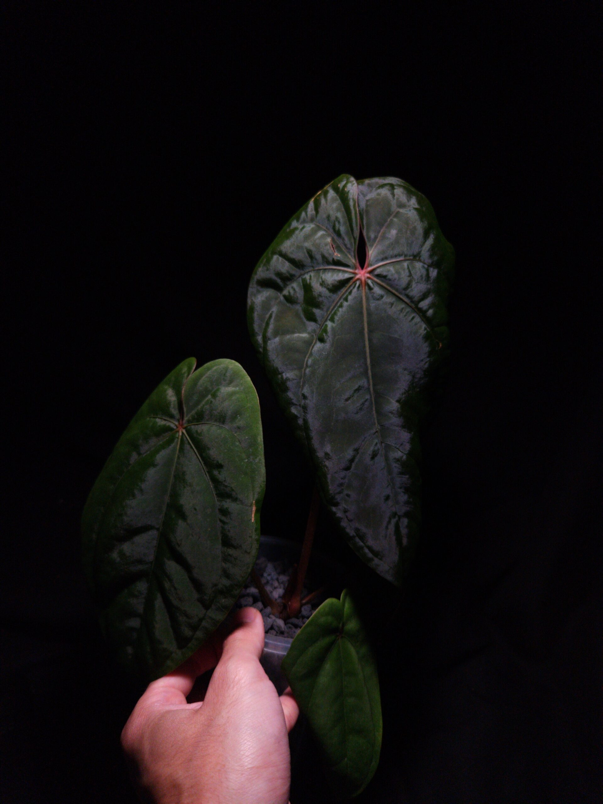 Anthurium Dressleri x RVDP | Selawase Aroid