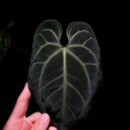 Anthurium Bloody Night x Besseae with round, heart-shaped, dark velvety foliage, pointed tip, white and red sinus, gently held by hand, highlighted under top-down lighting against a dark background. Part of another leaf and its red petiole is visible on the left of the picture fadding into the dark background.