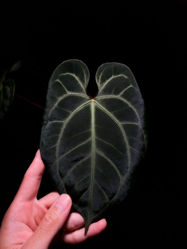 Anthurium Bloody Night x Besseae with round, heart-shaped, dark velvety foliage, pointed tip, white and red sinus, gently held by hand, highlighted under top-down lighting against a dark background. Part of another leaf and its red petiole is visible on the left of the picture fadding into the dark background.
