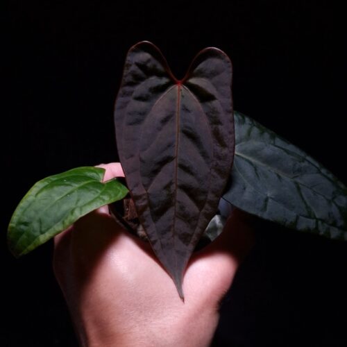 An Anthurium RVDP × Galaxy plant with dark, thick, muscular leaves and a distinct orange sinus. The photo emphasizes the leaf texture and structure, highlighting the bold venation and robust appearance against a dark background.