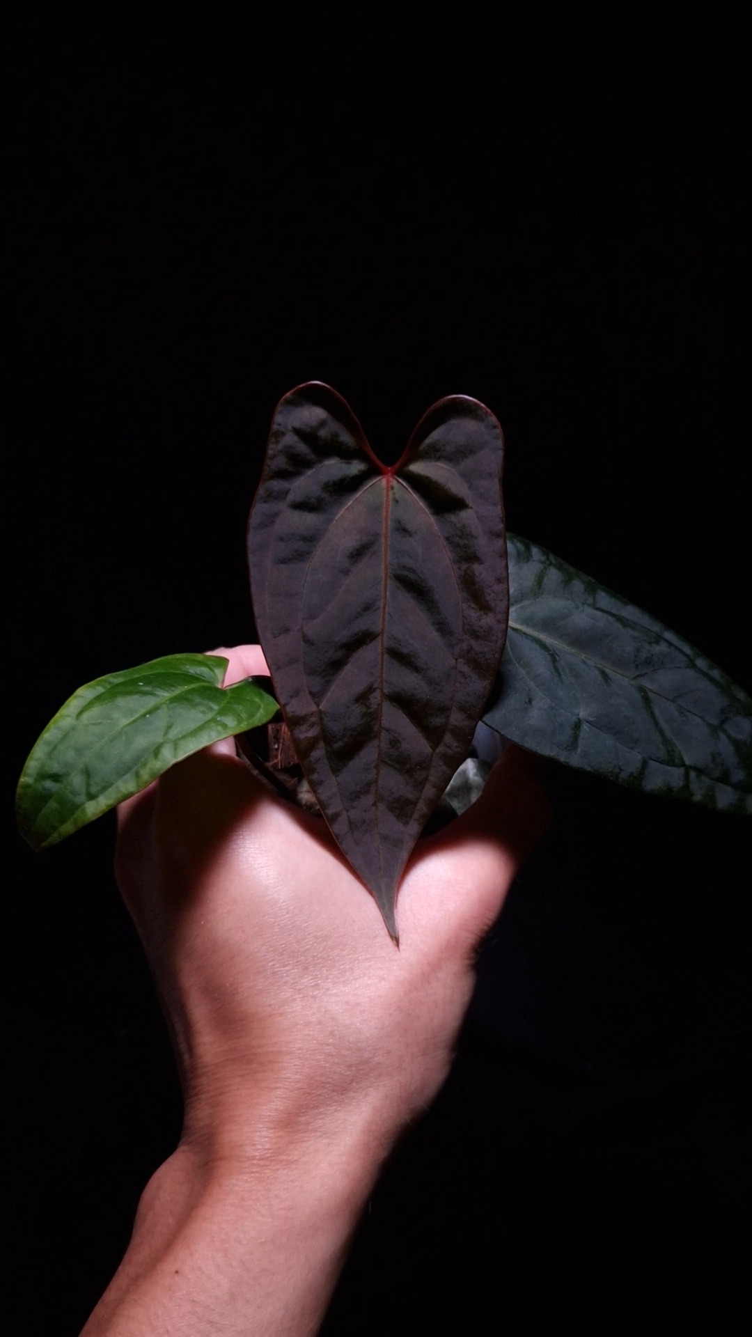 Anthurium RVDP x Galaxy | Selawase Aroid