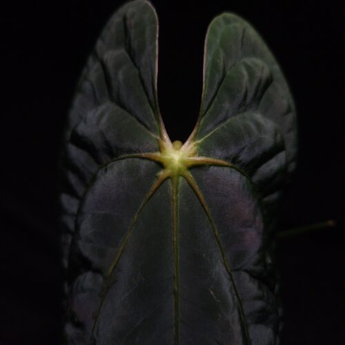 An Anthurium Blue Papillilaminum x goliath with dark green, muscular foliage featuring striking yellow-orange veins and a wide vivid vein sinus. The plant is gently held from below by a hand wearing a ring, illuminated by top-down lighting against a dark background, showcasing the leaf’s high ears and strong texture.