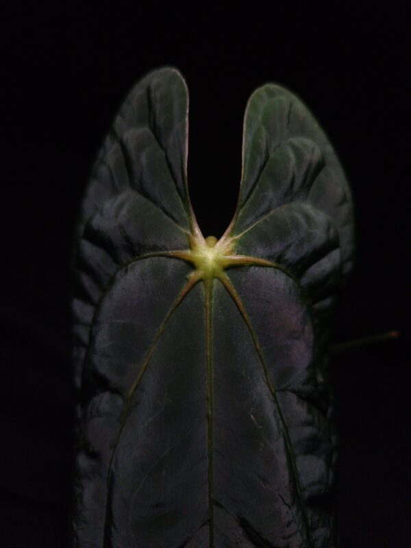 An Anthurium Blue Papillilaminum x goliath with dark green, muscular foliage featuring striking yellow-orange veins and a wide vivid vein sinus. The plant is gently held from below by a hand wearing a ring, illuminated by top-down lighting against a dark background, showcasing the leaf’s high ears and strong texture.