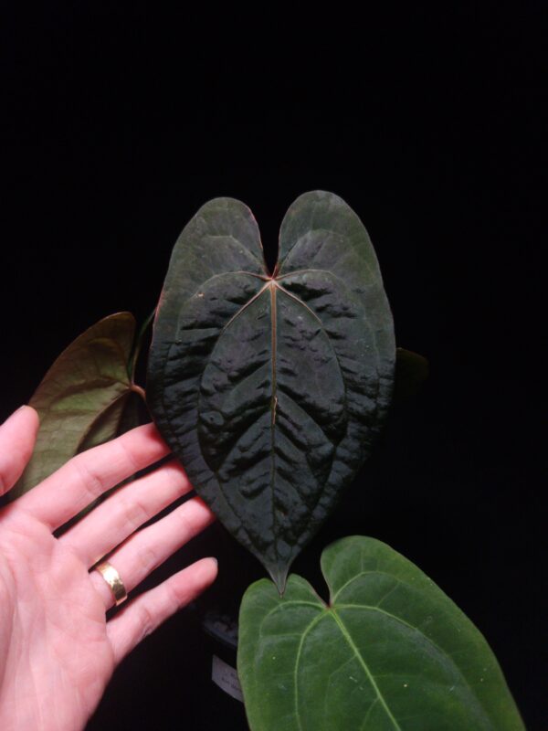 An Anthurium Blue Papillilaminum x BVIT with dark green, muscular foliage featuring striking yellow-orange veins and a wide vivid vein sinus. The plant is gently held from below by a hand wearing a ring, illuminated by top-down lighting against a dark background, showcasing the velvet textured leaf. two other leaves with lighter green hue visible. in the picture.