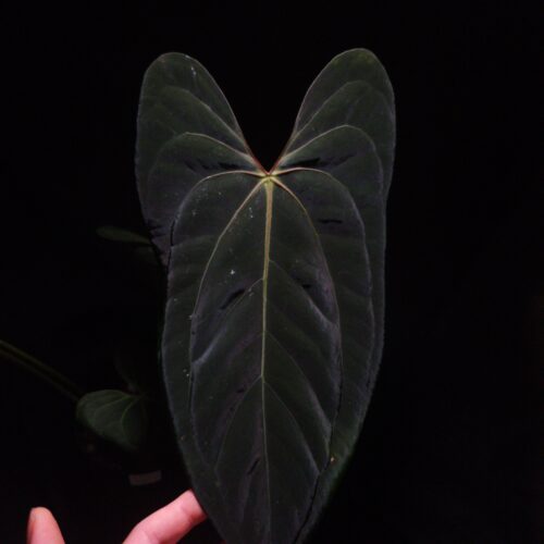 An Anthurium Blue Papillilaminum x Papillilaminum DF with dark green, muscular foliage featuring striking yellow-orange veins and a vivid vein sinus. The plant is gently held from below by a hand wearing a ring, illuminated by top-down lighting against a dark background, showcasing the leaf’s high ears and strong texture.