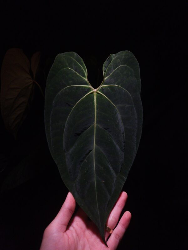 An Anthurium BVIT x blue papillilaminum with dark green, muscular foliage featuring striking yellow-orange veins and a vivid vein sinus. The plant is gently held from below by a hand wearing a ring, illuminated by top-down lighting against a dark background, showcasing the leaf’s high ears and strong texture.