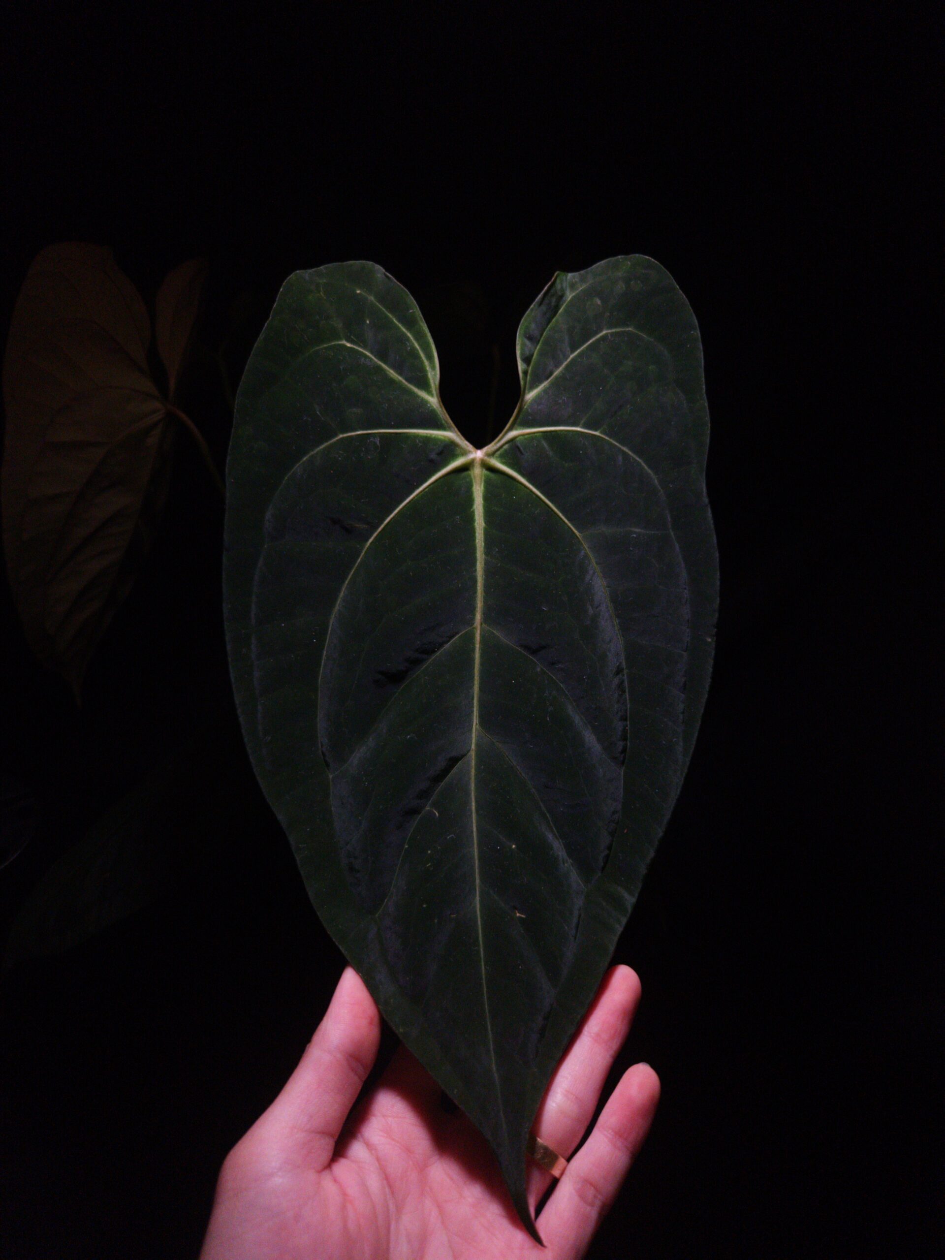 Anthurium BVIT x Blue Papillilaminum S.A. | Selawase Aroid