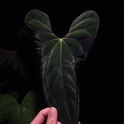 An Anthurium Papillilaminum Dark phoenix x Portillae with dark green, muscular foliage featuring striking yellow-orange veins and a wide vivid vein sinus. The plant is gently held from below by a hand wearing a ring, illuminated by top-down lighting against a dark background, showcasing the leaf’s high ears and strong texture. lava rock visible on the top of the transparent pot