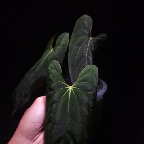 An Anthurium Papillilaminum Fort Sherman x Xone with dark green, muscular foliage featuring striking yellow-orange veins and a vivid vein sinus. The plant is gently held from below by a hand wearing a ring, illuminated by top-down lighting against a dark background, showcasing the leaf’s high ears and strong texture. Three leaves are visible in the picture.