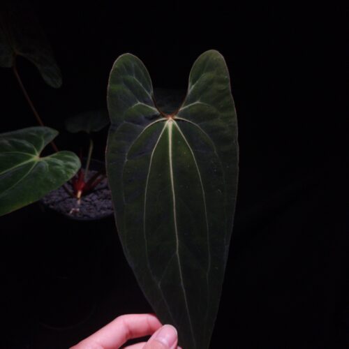 An Anthurium Galaxy a hybrid of Xone x Dark Phoenix, with dark green, velvet foliage featuring striking yellow-orange veins and a vivid vein sinus. The plant is gently held from below by a hand, illuminated by top-down lighting against a dark background showcasing the pointy shape.