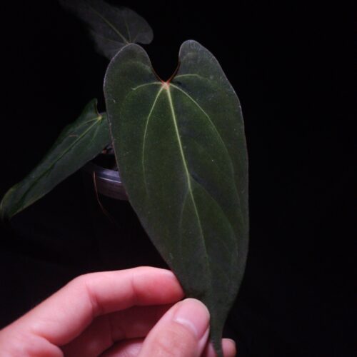 Extreme close-up of a large, dark, velvety mature leaf from the Anthurium Galaxy Red Stem x Fort Sherman hybrid, held gently by a hand wearing a golden ring. The leaf's pointed, elongated shape and bright green veining are clearly visible against the dark background. A hint of another dark leaf is blurred behind it, showcasing the plant's healthy dark foliage.