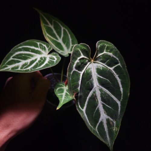 An Anthurium Michelle × Raiji plant held mid-air by a hand, featuring three visible leaves—two in the background and one in sharp focus at the front with striking, unique veining and a visible scar on the leaf surface. The plant’s dark foliage is illuminated by top-down lighting against a dark background, emphasizing its texture and vein pattern.