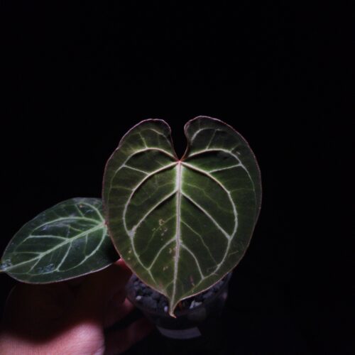 Anthurium Muchlis x Crystalinum with round velvet dark green leaves featuring striking white-silver veins and red sinus, two leaves visible in a transparent pot filled with 8mm black lava rock, hand holding the pot mid-air under top-down lighting against a dark background — premium hybrid Anthurium for collectors.