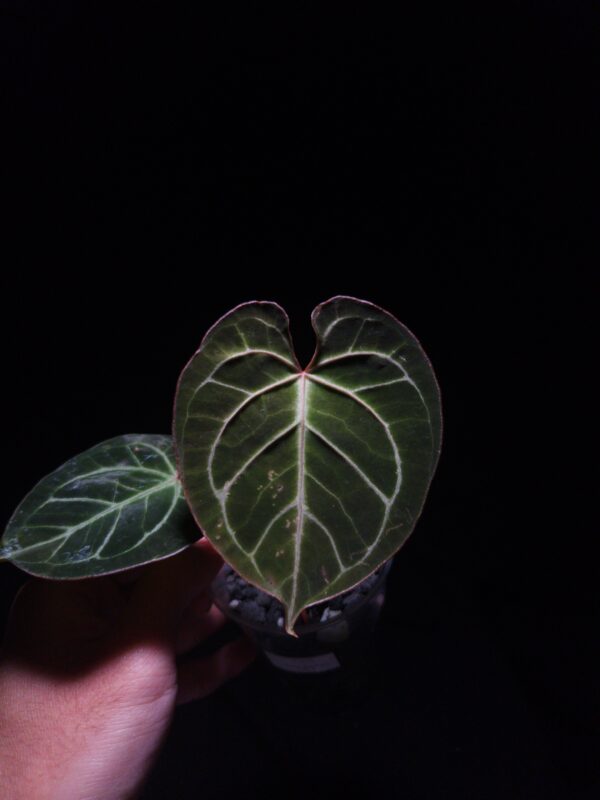 Anthurium Muchlis x Crystalinum with round velvet dark green leaves featuring striking white-silver veins and red sinus, two leaves visible in a transparent pot filled with 8mm black lava rock, hand holding the pot mid-air under top-down lighting against a dark background — premium hybrid Anthurium for collectors.