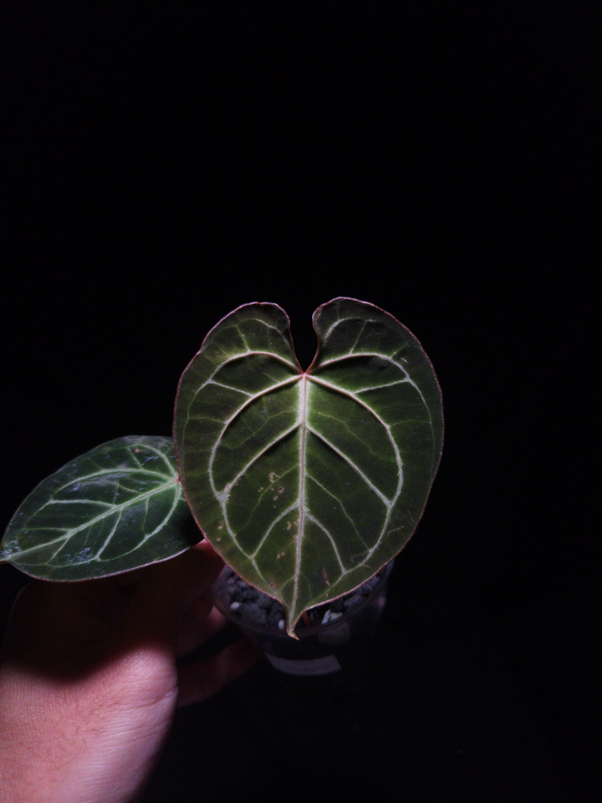Anthurium Muchlis x Red Crystallinum | Selawase Aroid