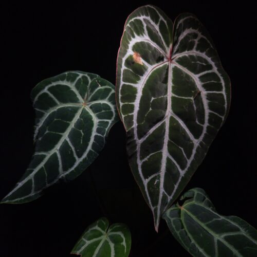 A stunning specimen of Anthurium Red Crystallinum features four leaves against a dark background, showcasing its highly sought-after dark green foliage. The prominent veins are white silver textured with a hint of pink veins, creating a dramatic pattern. A minor scar is visible on the top left of the largest leaf, and a subtle orange leaf edge frames the foliage of this premium rare aroid houseplant. a heand holding the pot on the bottowm fthe picture. The plant is highlighted by a top down lighting