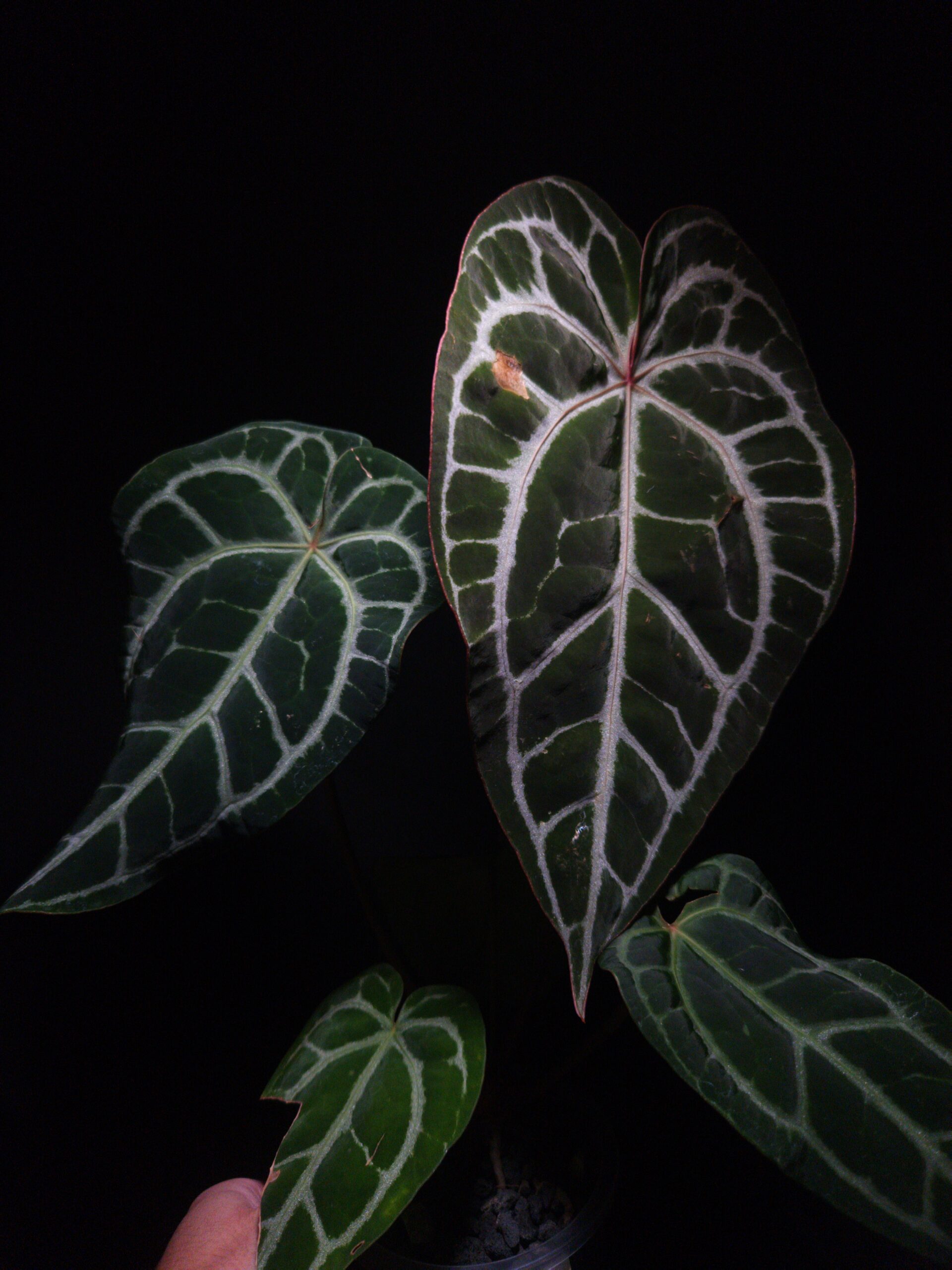 Anthurium Red Crystallinum (NSE) | Selawase Aroid