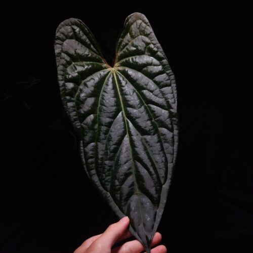 An Anthurium Papillilaminum x Luxurians with dark cushiony unique, muscular foliage featuring striking yellow-orange veins and a wide vivid vein sinus. The plant is gently held from below by a hand wearing a ring, illuminated by top-down lighting against a dark background, showcasing the leaf’s high ears and strong texture.
