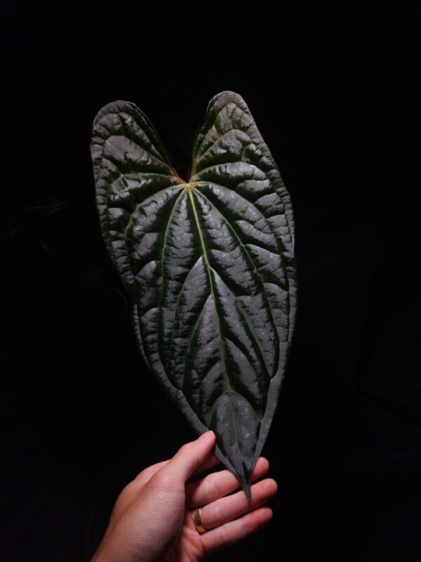 An Anthurium Papillilaminum x Luxurians with dark cushiony unique, muscular foliage featuring striking yellow-orange veins and a wide vivid vein sinus. The plant is gently held from below by a hand wearing a ring, illuminated by top-down lighting against a dark background, showcasing the leaf’s high ears and strong texture.