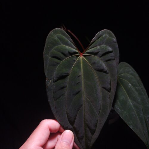 A hand gently cradles a leaf of the exquisite Anthurium Red Spider x Portillae hybrid, a rare aroid with striking features. The prominent, dark green leaf exhibits subtle reddish veining radiating from the central red petiole, enhanced by a soft lighting technique. This image highlights the unique dark foliage and intricate venation that makes this a highly sought-after collectible houseplant. older smaller leaf blured on the back on the right side of the picture. emerging leaf visible at the back fading into the darkbackground