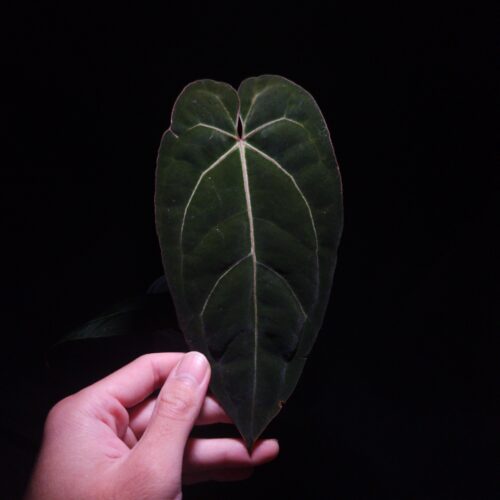 An Anthurium Red Veil × BVIT plant with dark foliage, displaying a prominent pink central vein accented by a subtle silver hue alongside it. The image highlights the velvety leaf texture and vivid vein contrast against the dark background.