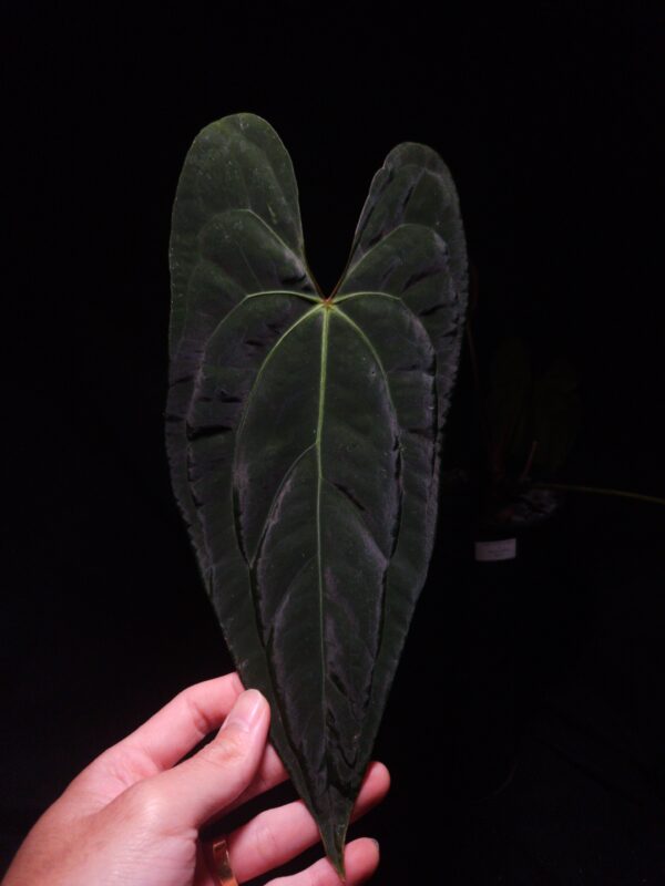 An Anthurium Blue Papillilaminum x Velvet Cobra with dark green, muscular foliage featuring striking yellow-orange veins and a wide vivid vein sinus. The plant is gently held from below by a hand wearing a ring, illuminated by top-down lighting against a dark background, showcasing the leaf’s high ears and strong texture.