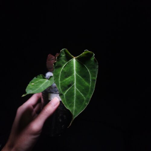 Anthurium Xone x Portillae x Muchlis with heart-shaped velvet green leaf featuring striking white veins, flat sinus, curly edges, and pointy tip, gently held by hand in a transparent pot filled with 8mm black lava rock under top-down lighting against a dark background — rare hybrid Anthurium with elegant texture and vibrant contrast.