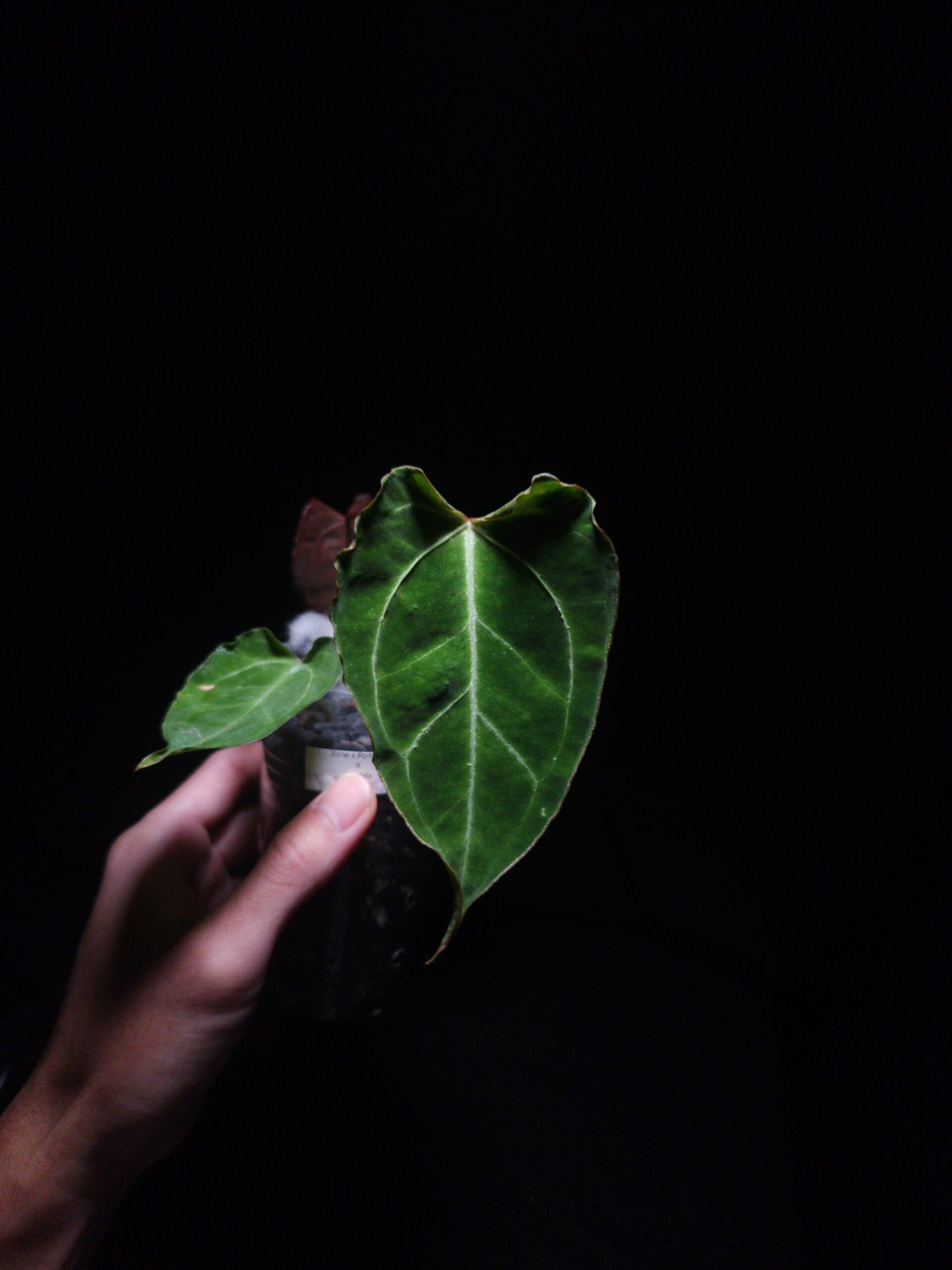 Anthurium Papillilaminum Xone x Portillae X Muchlis | Selawase Aroid