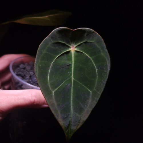 An Anthurium Yellow Spider plant held by a hand in a transparent pot, featuring a dark leaf with a yellow sinus, half-closed sinus shape, and prominent yellow veins. The plant is illuminated from above against a dark background, emphasizing its vivid venation and structure and hold gently by a hand mid air. on the leftone more leaf is visible.