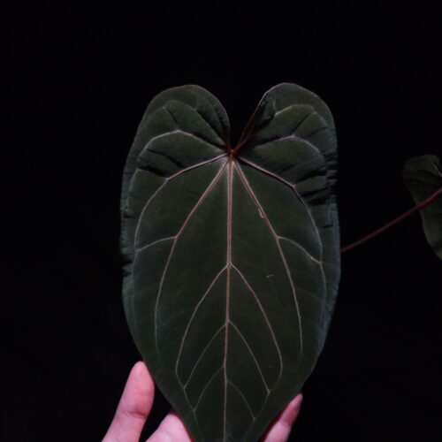 An Anthurium Red Crystallinum x BVEP with a heart-shaped dark leaf featuring striking red veins and an orange sinus, gently held by a hand. The plant is illuminated from top-down lighting against a dark background, highlighting the velvety texture and vivid coloration.