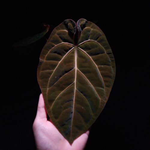 IMG COM 202511111940407451