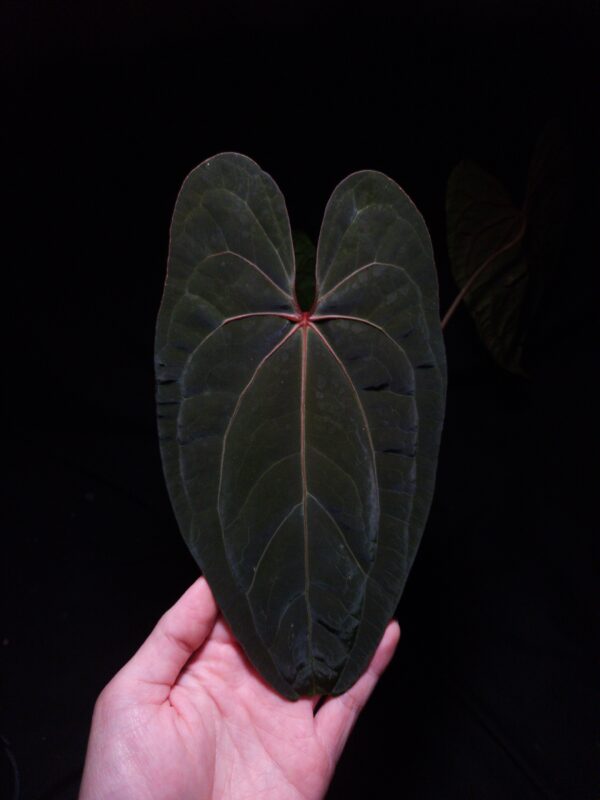 A hand holds a prized Anthurium RVDP X Fort Sherman hybrid under a soft, artistic lighting technique that enhances its features. This rare aroid displays exceptional dark green foliage with a shimmering velvet leaf texture and a distinct central red vein. With dark background and highlighted by thhe top down lighting, the main specimen in its transparent pot, showcasing its healthy growth as a premium houseplant. A left hand is holding the leaf from the lower left corner.