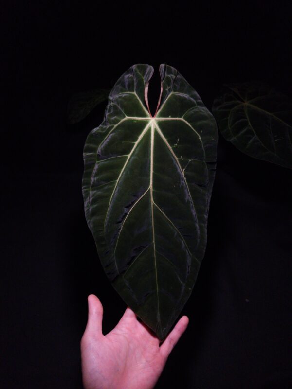 A hand with a golden ring holds a mature leaf of the highly collectible Anthurium Red Crystallinum by Doc Block X Pap Ree Garden hybrid. The large leaf exhibits stunning coloration, with a deep olive-green center fading into reddish-bronze margins, and prominent red veins radiating from the central sinus. The dark foliage and intricate venation emphasize the quality of this rare aroid houseplant.