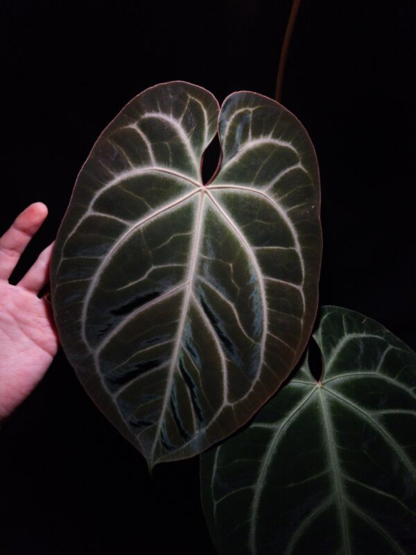 Anthurium Bloody Night x Besseae with deep green, velvety leaves in contrast to its light veins, featuring a striking deep texture. This rare tropical plant is in excellent, healthy condition with three large leaves, standing approximately 30cm tall. Delivered in a 12 cm diameter black anti-rootbound pot filled with selawase aroid mix, this plant is perfect for collectors or enthusiasts seeking a unique and exotic addition to their indoor space. The image captures the front view of the largest leaf under top-down lighting, highlighting their rich texture, orange sinus and yellowish veins with dark green velvet leaf against a dark backdrop. The leaf suffer some damage on the upper right part. An arm in the lower left corner holding the leaf gently.