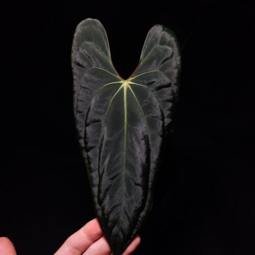 Anthurium Xone x Blue Papillilaminum with deep green, velvety leaves in contrast to its light veins, featuring a striking deep texture. This rare tropical plant is in excellent, healthy condition with three large leaves, standing approximately 30cm tall. Delivered in a 12 cm diameter black anti-rootbound pot filled with selawase aroid mix, this plant is perfect for collectors or enthusiasts seeking a unique and exotic addition to their indoor space. The image captures the front view of the largest leaf under top-down lighting, highlighting their rich texture, orange sinus and yellowish veins with dark green velvet leaf against a dark backdrop. The leaf suffer some damage on the upper right part. An arm in the lower left corner holding the leaf gently.