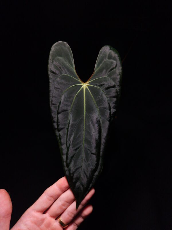 Anthurium Papillilaminum Xone x Blue Papillilaminum | Selawase Aroid