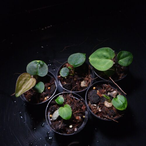 IMG COM 202601311513505004