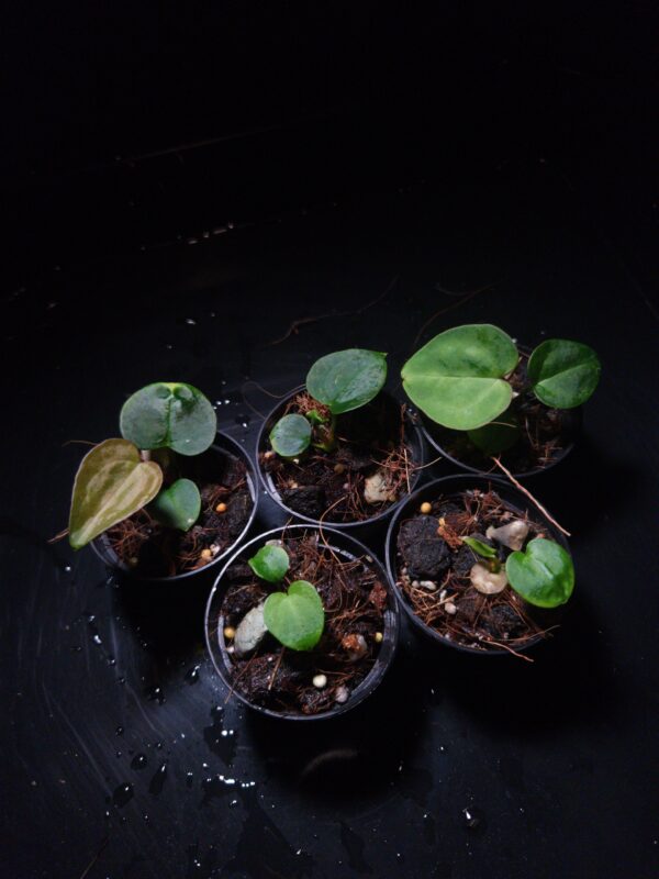 IMG COM 202601311513505004