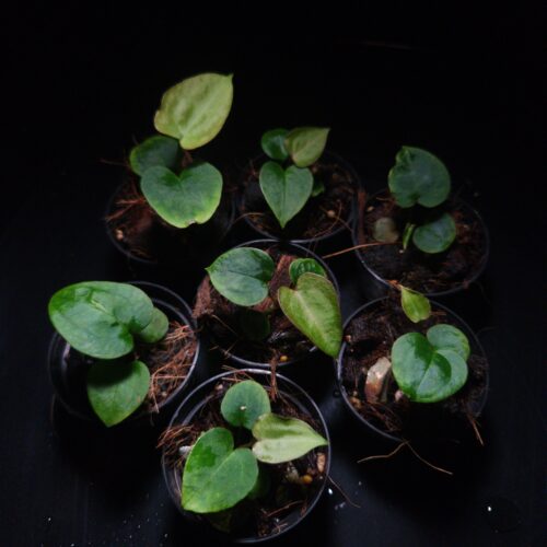 IMG COM 202601311513512785